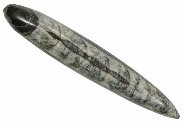 Polished Fossil Orthoceras (Cephalopod) - Morocco #363850